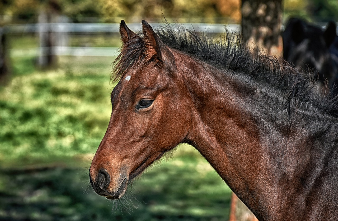 Equi Coaching avec Vadim Tual en solo ou en groupe.