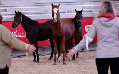 Croyances limitantes et aidantes