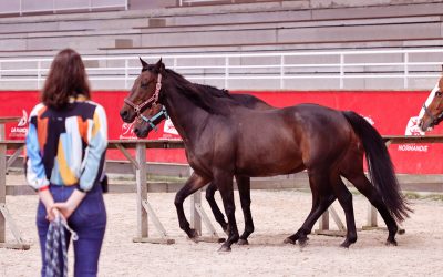 Management d’équipe et équicoaching
