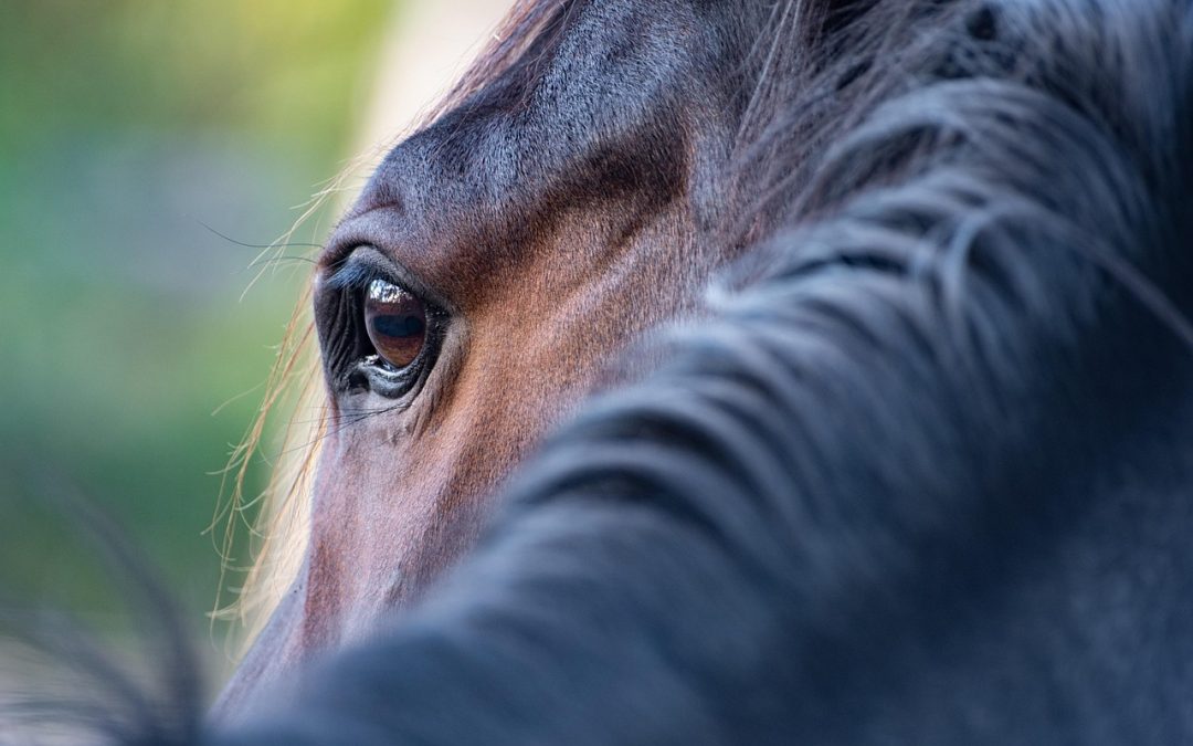 Faire taire le mental